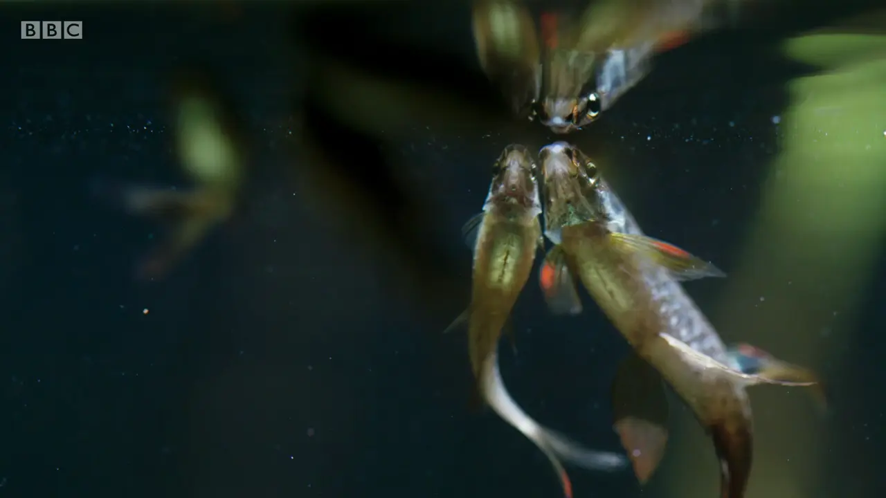 Splash tetra (Copella arnoldi) as shown in The Mating Game - Freshwater: Timing is Everything
